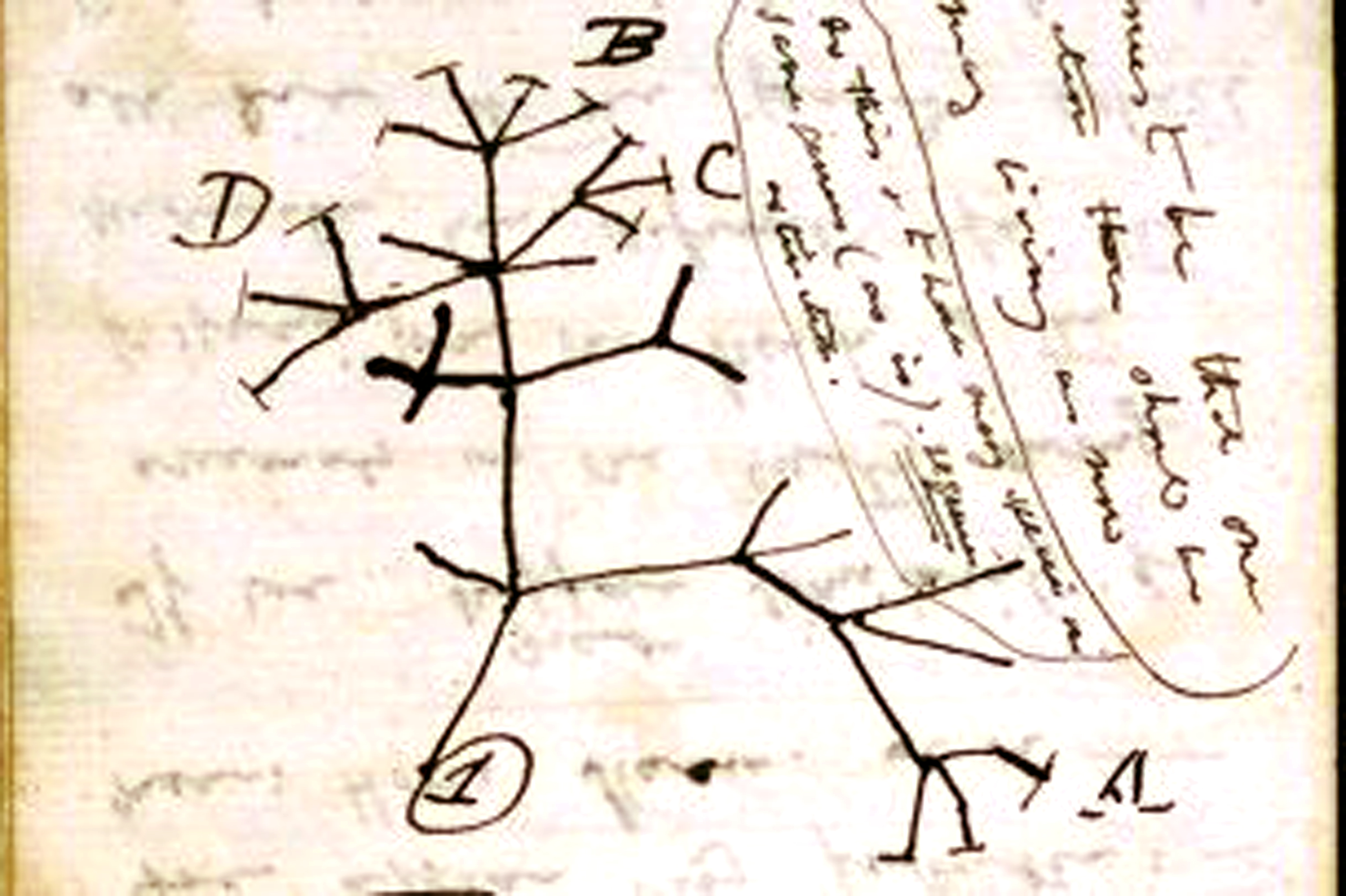 эволюционное древо (собственноручный рисунок Ч. Дарвина)