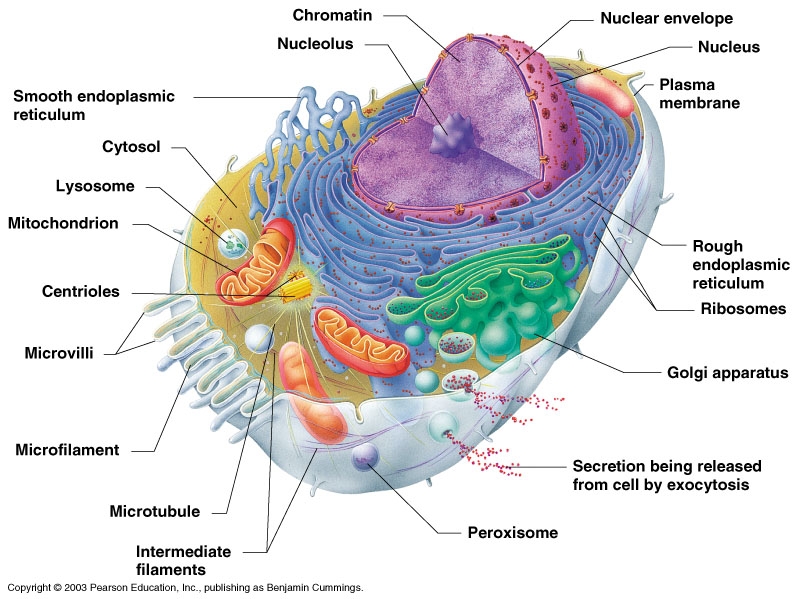 структурные элементы клетки
