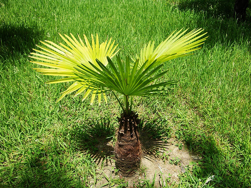 пальмы 