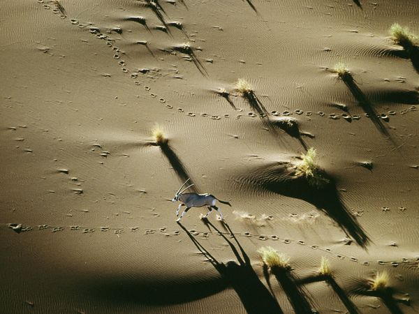 орикс в пустыни Намибии