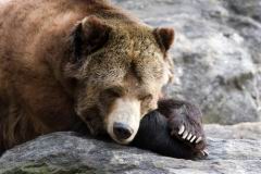 спячка бурого медведя