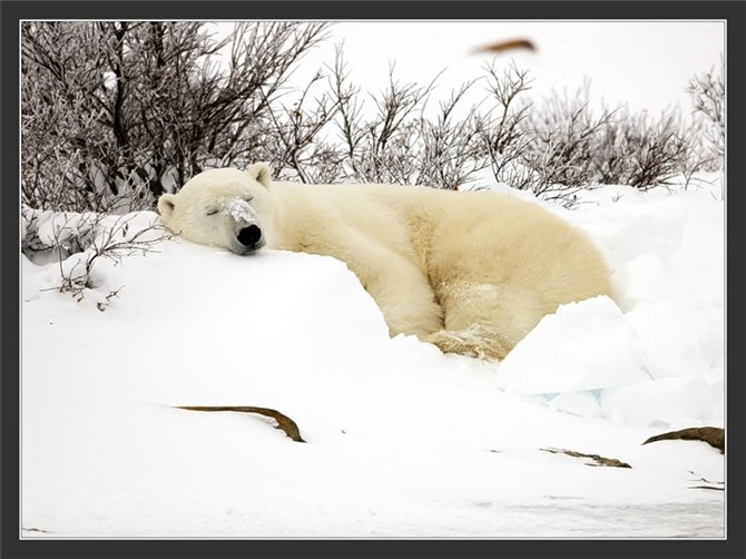 спячка белого медведя