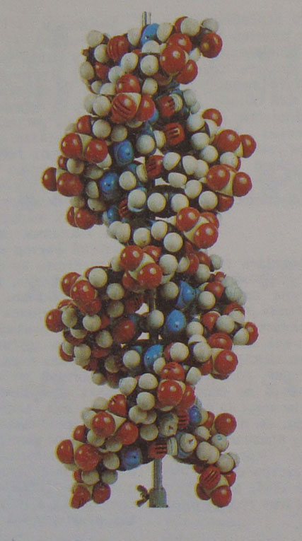 модель ДНК