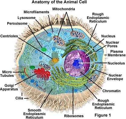 животная клетка