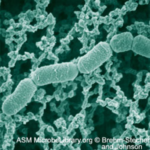 кисломолочные бактерии