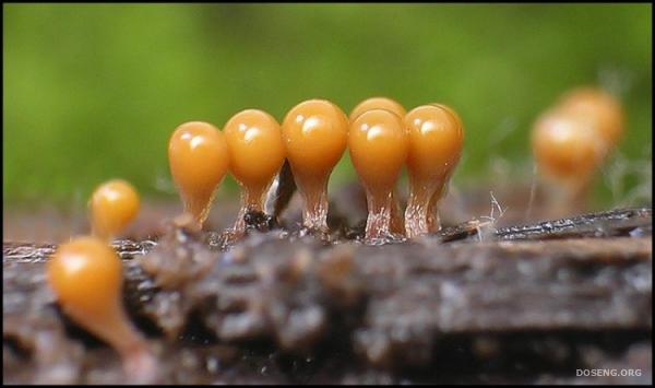 микроскопические грибы