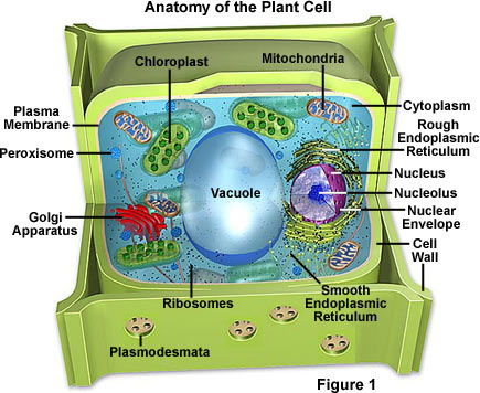 растительная клетка