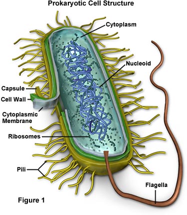 бактериальная клетка
