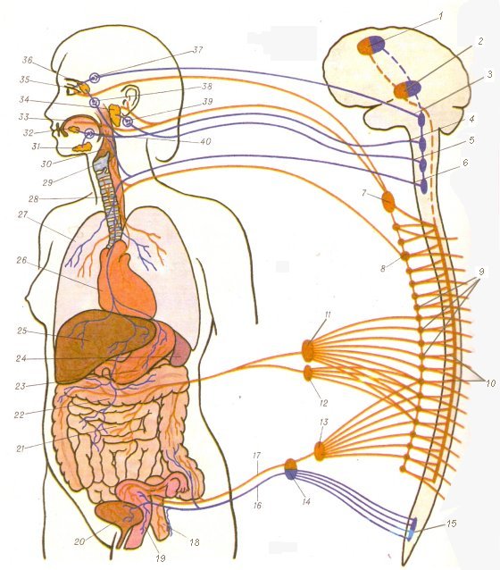 нервная система
